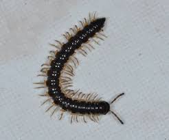 Image result for Oxyrhachis gracillima