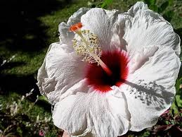 Image result for Hibiscus schinzii