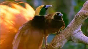Bird Of Paradise Mating Dance Birds Of Paradise Mating Dance Battle Of The Sexes Bbc Earth Birds Birds Of Paradise Male Bird