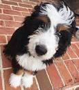 Bordoodle Mixed Dog Breed Pictures, Characteristics, & Facts