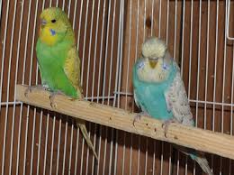 English Budgie Babys Lemondrop And Bluebell 4 Month Old Boys R E B 17 Muhabbet Kuslari Kus