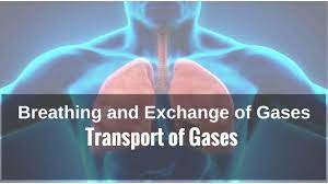 Breathing And Exchange Of Gases In Hindi Transport Of Gases Youtube