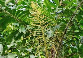 Image result for Aiphanes horrida