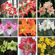 Image result for Hippeastrum sp. cultivars