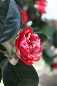 Maybe you would like to learn more about one of these? Camellia Japonica Gray S Invincible The Dahlia Papers