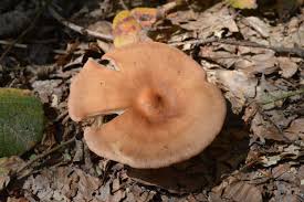 Image result for Clitocybe multiceps