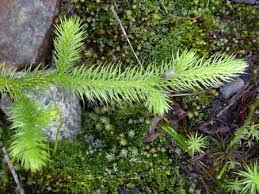 Image result for Lycopodiaceae