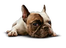 Ingredients to look for in joint supplements for dogs the ingredients listed below help lubricate joints, treat cartilage and helps make your dog have increased comfortable mobility. The Best Dog Supplements For Allergies Dogfoodinsider Com