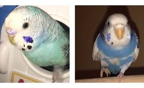 They usually have louder chirps that sound more like a it is not impossible for a female budgie to talk, and there are many out there that can speak. Are All Dominant Pied Budgies Male How Can I Understand If My Budgie Is Male Or Female Quora