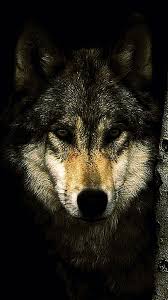 Only the best hd background pictures. Wolf Wallpapers Mobile Phone Wolf Wallpapers Pro Iphone Wallpaper Wolf Wolf Wallpaper Black Wolf