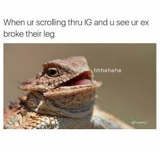 Hehehe Laughing Animals Lizard Squad Lizard Meme