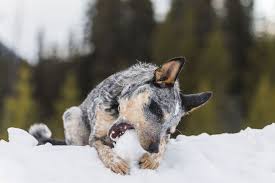 Find texas heeler dogs and puppies from california breeders. Facts On The Blue Heeler Dog What You Need To Know