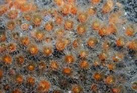 Image result for Ophrestia radicosa