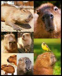 Puede llegar a medir 1,30 m de largo y a pesar 90 kg. Aprendelta Educacion Ambiental Aprendelta Educacion Ambiental Se Dice De Mi Se Lo Conoce Como Carpincho Argentina Y Uruguay Capivara Nordeste De Argentina Y Brasil Chiguire Piro Piro Venezuela Piro Piro Chiguiro Colombia