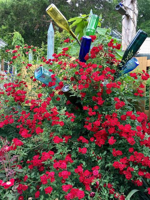 Rosa Red Cascade: A Repeat-flowering Miniature Climbing Rose – Susan Rushton