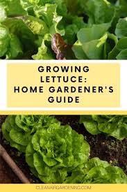 Romaine lettuce square foot garden. Growing Lettuce Home Gardener S Guide Clean Air Gardening