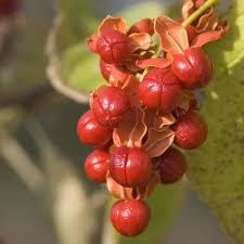 Most local populations are small and are threatened by possible. Contact Hello Antheiagardens Ca Search 0 In Cart 0 Products Total Price 0 00 Go To Cart Checkout 0 Shop Plant Search New For 2021 Antheia S Favourites Broadleaf Evergreens Evergreens Ferns Fruit Grasses Perennials Shrubs Trees Vines Our