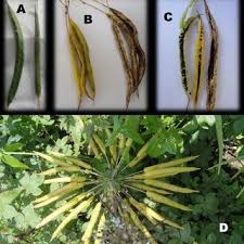 Image result for Cleome schimperi