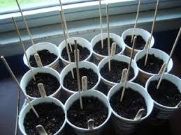 After i found these, i did some modification to improve them for my gardening purposes, but i will continue with that tomorrow. Poor Mans Paper Coffee Cup Garden 6 Steps With Pictures Instructables