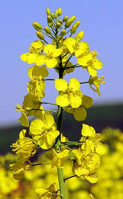 Raps blüht im späten frühjahr (april und mai) und senf frühestens im sommer. Raps Biologie