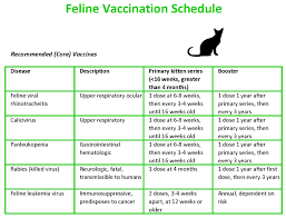 Puppy Vaccination Schedule Examples And Forms