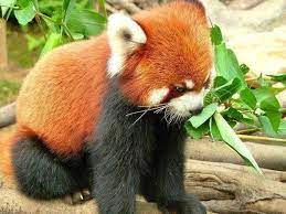 Cute Red Panda Cute Baby Animals Baby Animals Cute Animals