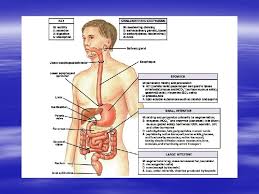 Gastrointestinal Physiology Principles Of Anatomy And Physiology Tortora