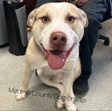 Amanda Bozek's Instagram, Twitter & Facebook