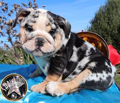 Dna Color Chart Planet Merle English Bulldogs Home Of