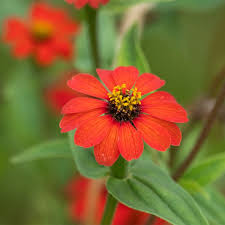 It's a fast, fun, and creative way to document the things that matter most. Peruvian Zinnia Seeds High Country Gardens