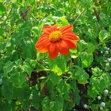 Image result for Tithonia