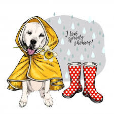 Hand Drawn Vector Labrador Retriever In Raincoat And Gumboots How To Draw Hands Labrador Hand Drawn Vector