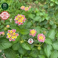 Image result for Lantana camara
