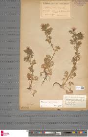 Image result for Acalypha brachystachya