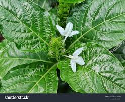 Image result for Ecbolium hastatum