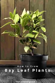 Image result for bay leaf bush foto