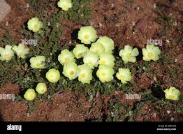 Image result for Grielum