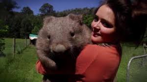 Image result for dead wombat
