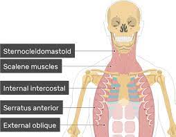 The first rib is the widest, shortest and has the sharpest curve of all the ribs. External Intercostal Muscles