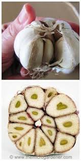 Garlic grows in a season after planting seeds in the fall. 5 Step Guide To Growing Gorgeous Garlic Growing Food Growing Garlic Grow Gorgeous