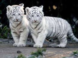 Black And White Baby Tiger Pictures Cute Animal Lovers Unite Tiger Week Is On Animal Planet This Week Animals Cute Animals Baby Animals