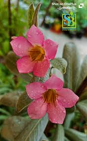 Image result for Eriospermaceae