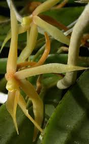 Image result for Angraecum moandense