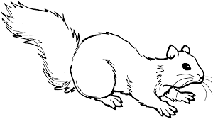 Drawing flying squirrel coloring page. Flying Squirrel Coloring Pages Download And Print For Free