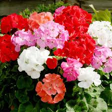 Flowers that start with letter g. Geranium Plants Palladium Mix Dobies