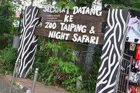 In 1991, the wildlife department of malaysia, perhilitan, captured three animals from a herd rampaging around sungai. Night Safari Zoo Taiping