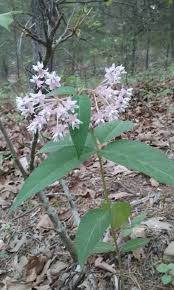 Four Leaf Milkweed Milkweed Native Plants Plants