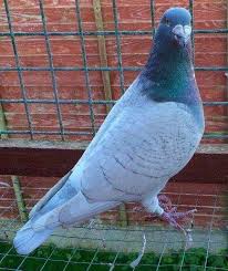 Pin De Jose Manuel Sotomayor Blanco En Palomas Paloma Aves