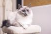 Top 10 Cutest Cat Breeds - The Odyssey Online