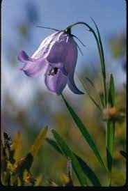 Bluebell Of Scotland Blue Bell Flowers Bluebells Lilies Of The Field